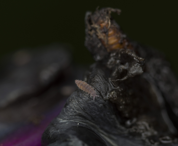 Unknown mite/bug