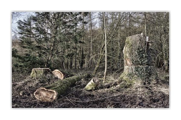 Wooded view