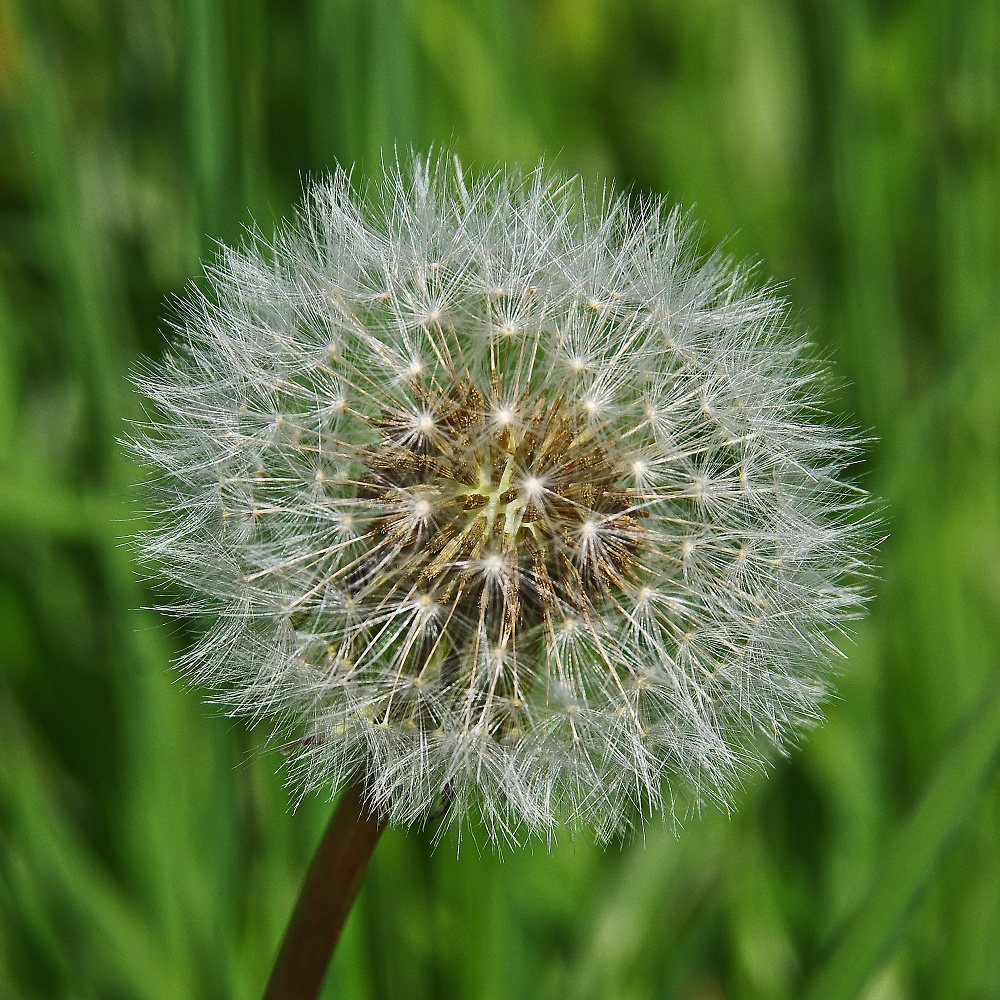 Dandelion Clock