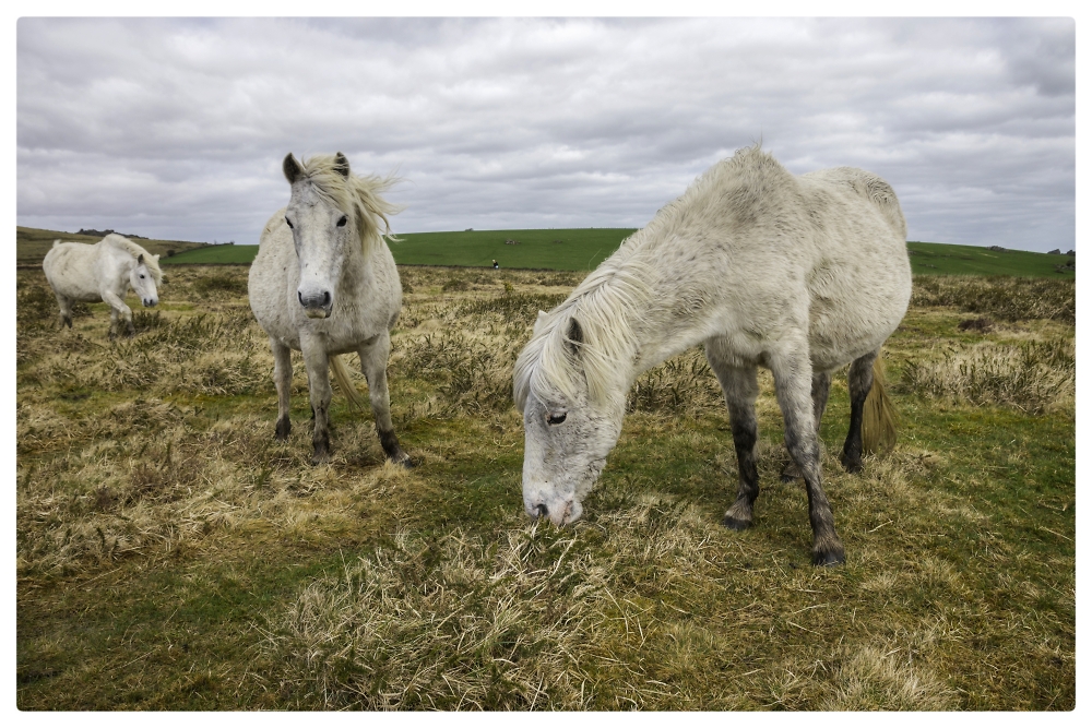 Dartmoor wild horses