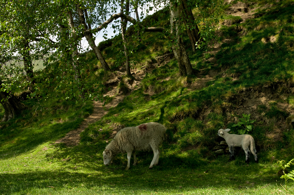 Edale Ewe and Lamb