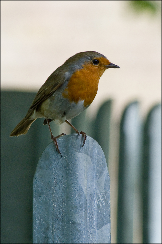 Robin on school fence.