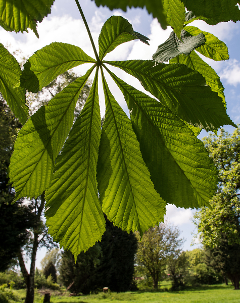 ...and a big hand for the Horse Chestnut!