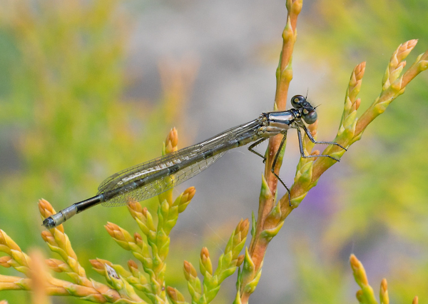 All Metal Damsel Fly