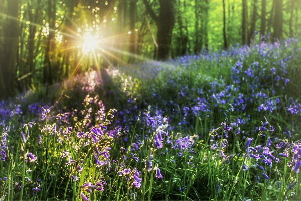 dappled lilac
