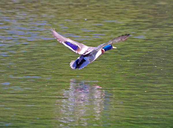 Flash of blue