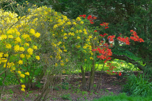 Flowering shrubs