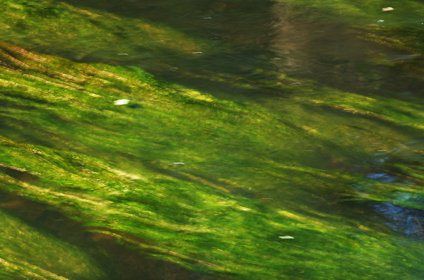 Green Bollin