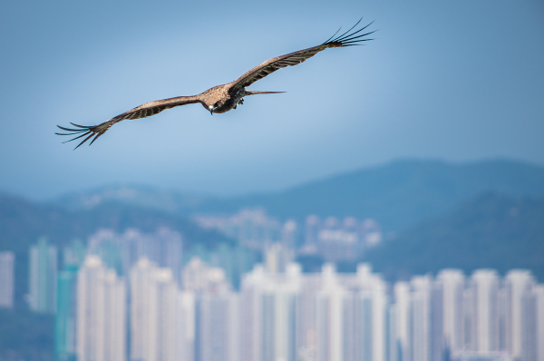 Hong Kong Soaring