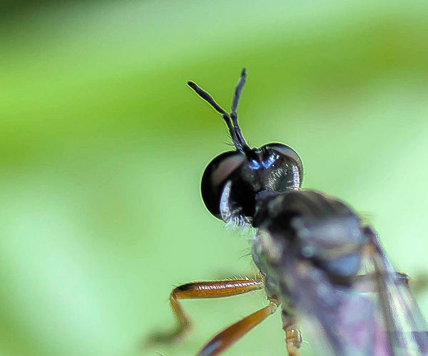 insect