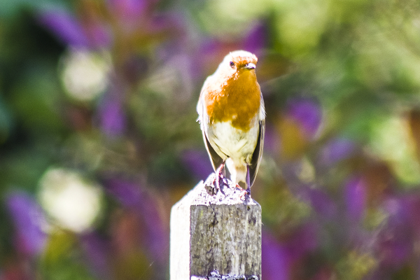 Just another Robin in the garden.
