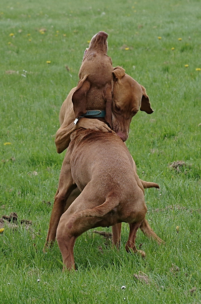 Pals