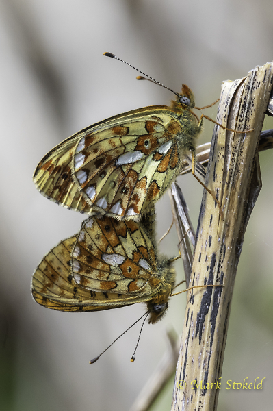 Pearl-bordered Fritilliary