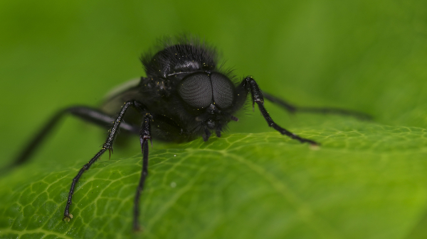 St Marks Fly