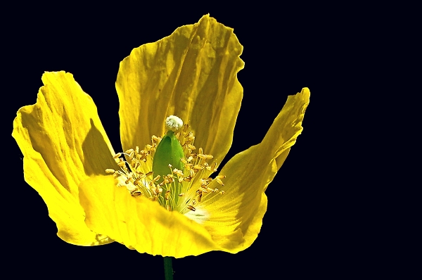 Welsh poppy