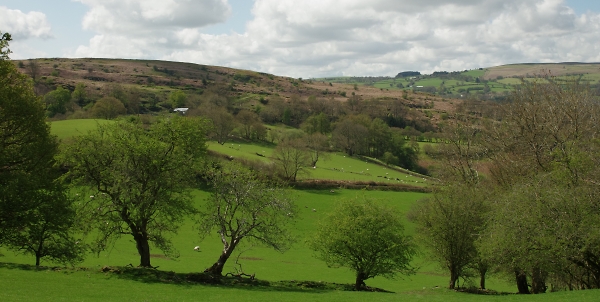 Welsh Vista.