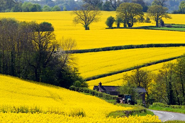Yellow 2