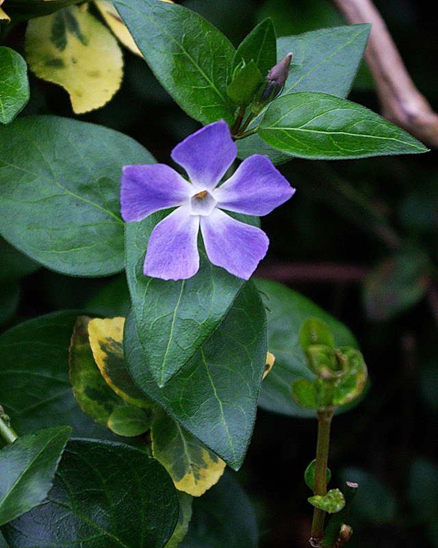A Winter Periwinkle