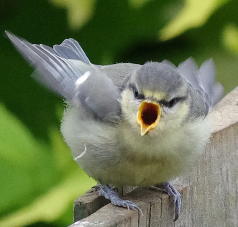 Angry Bird!