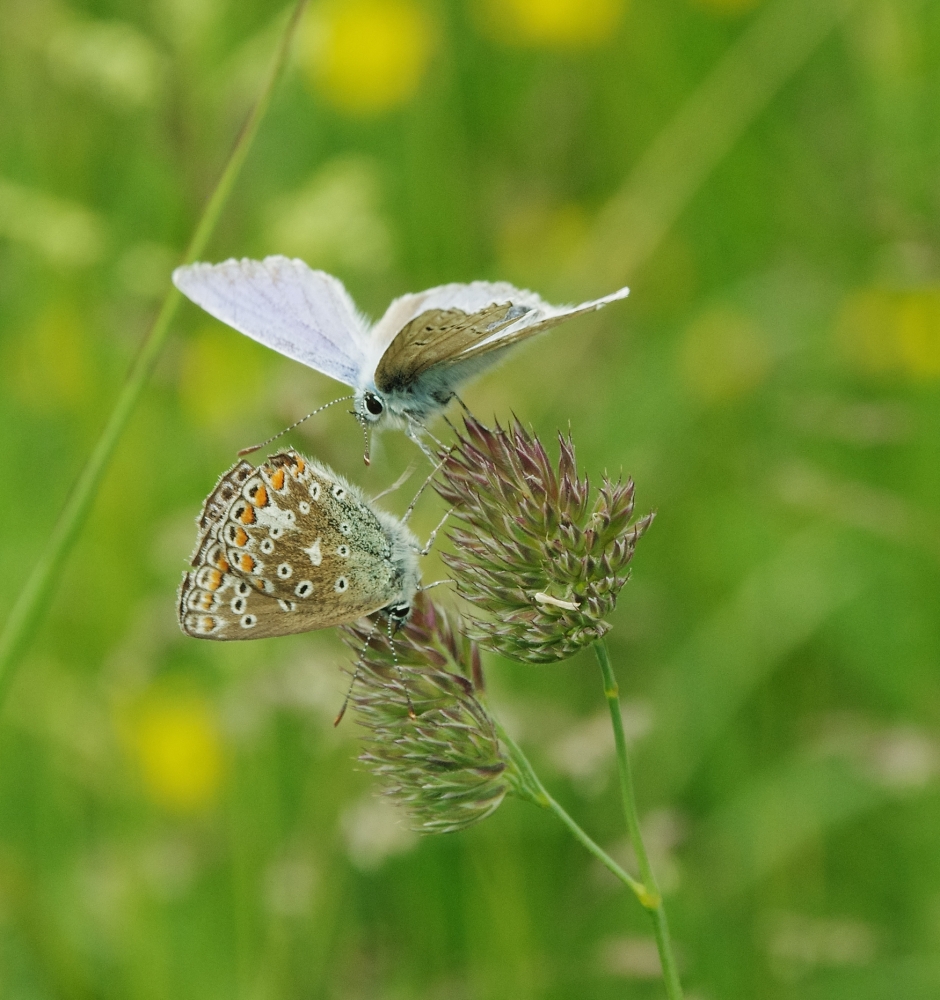 Common Blues