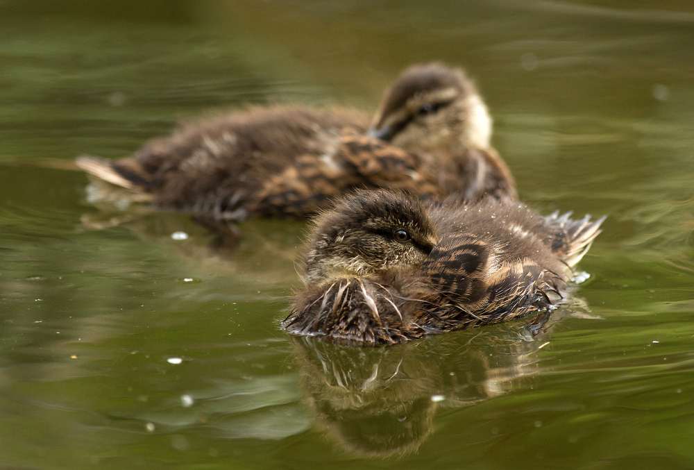 Ducklings