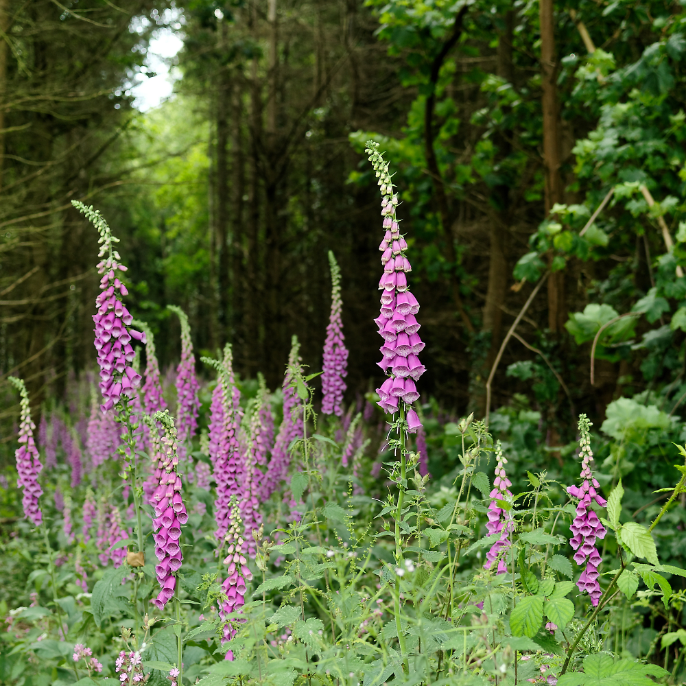 Foxgloves