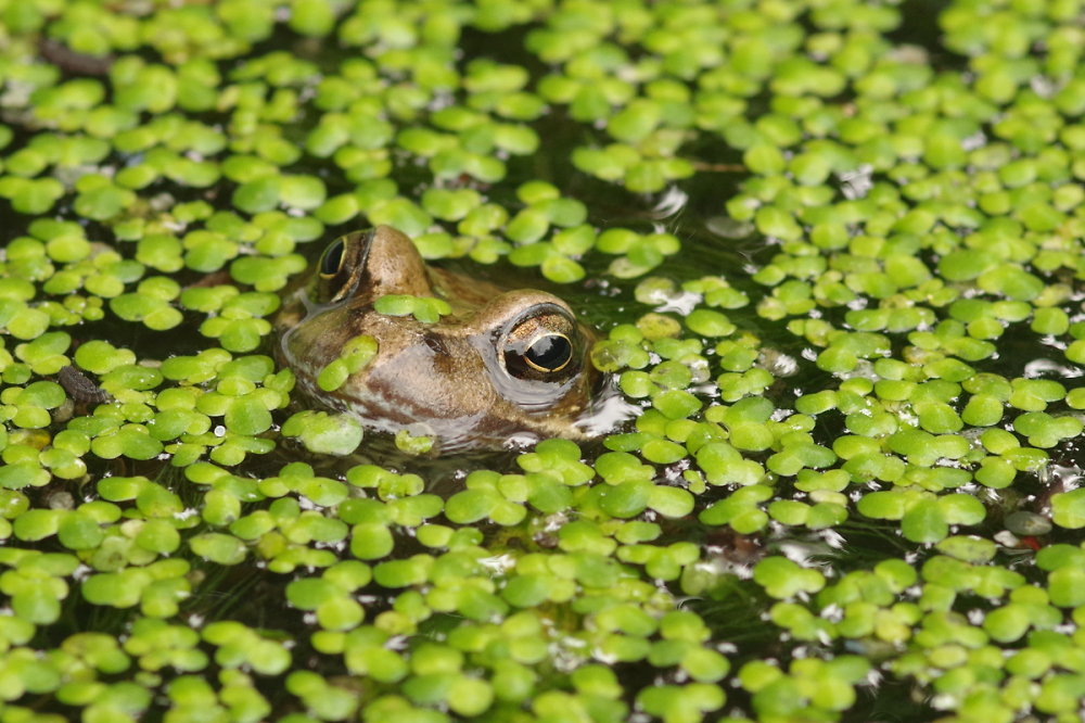 Frog in duckweed by OldTaffy Pentax User