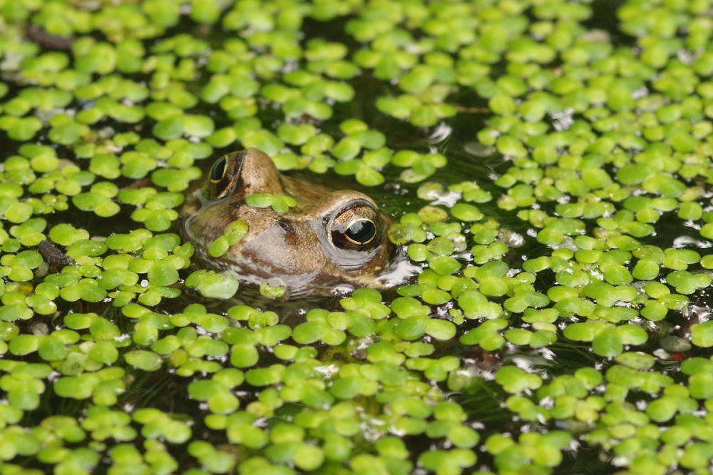 Frog in duckweed
