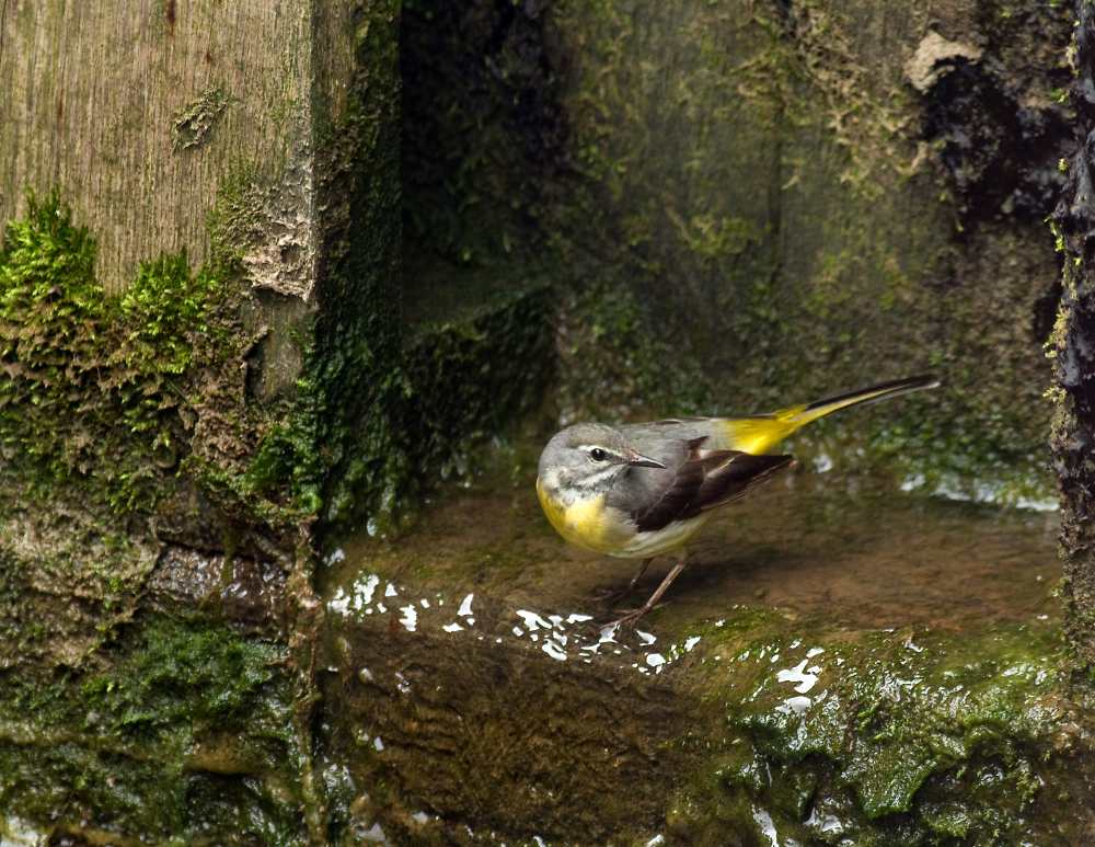 Grey Wagtail