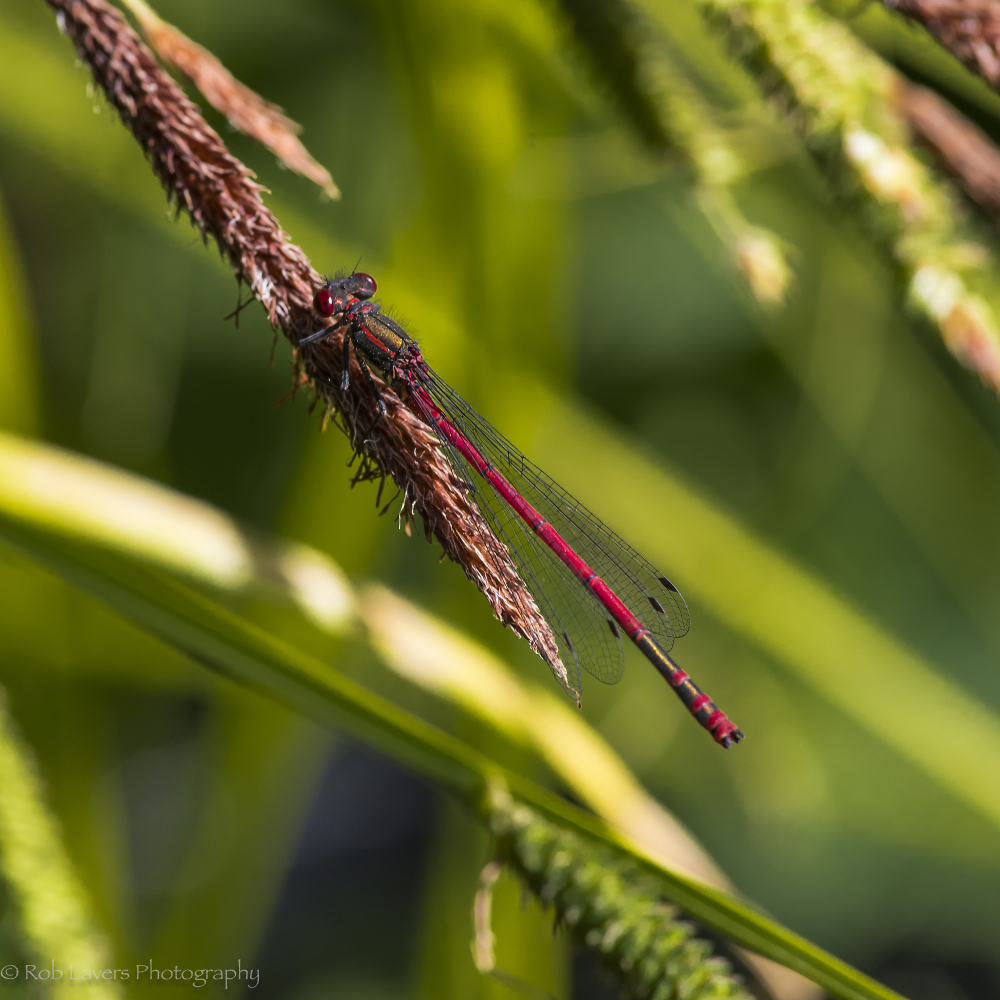 Large Red damselfly