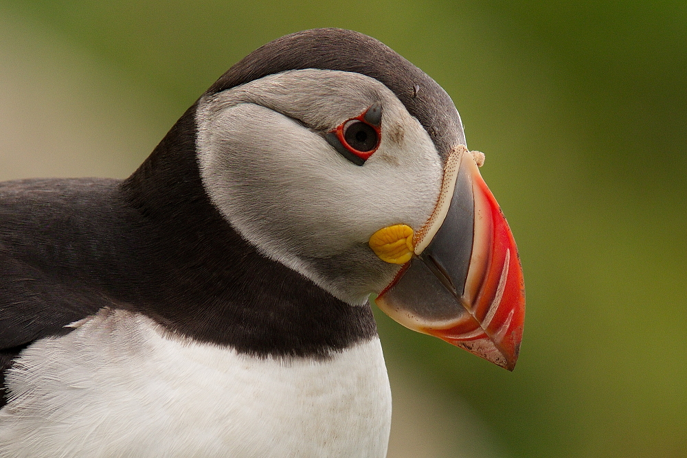 puffin!