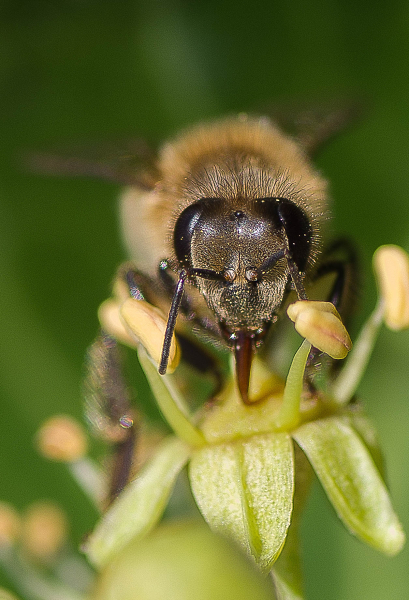 Bee