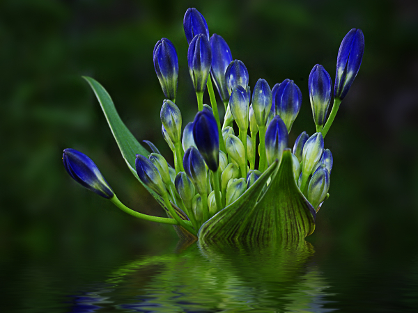 Flower Boat