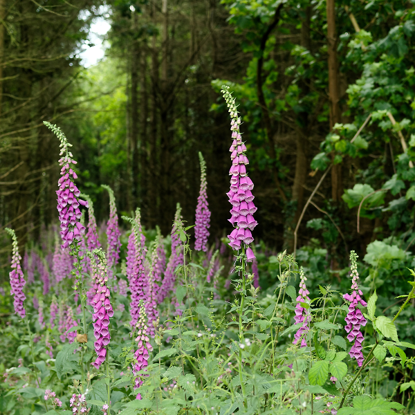 Foxgloves