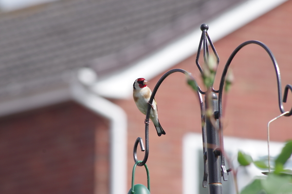 garden  visitor