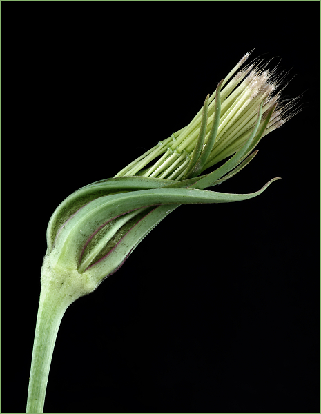 Goat's Beard Seedhead
