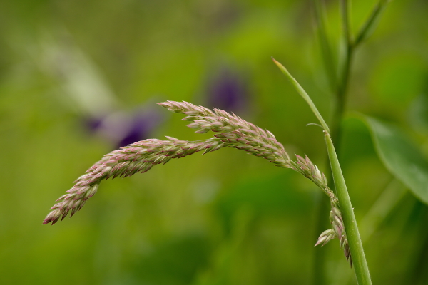grass...