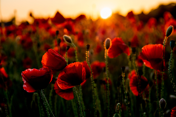Poppy Field
