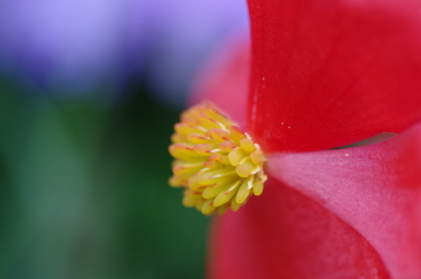 Primary Colours