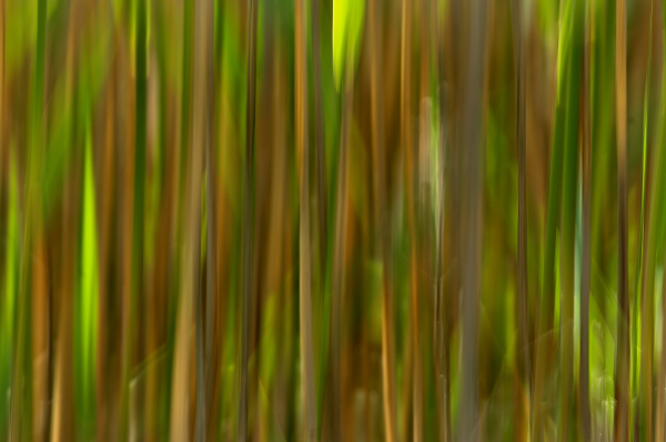 Reeds & Sunlight