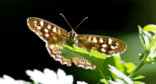 Speckled wood butterfly