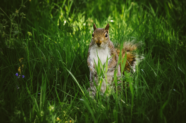 Squirrel in the park