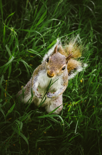 Squirrel