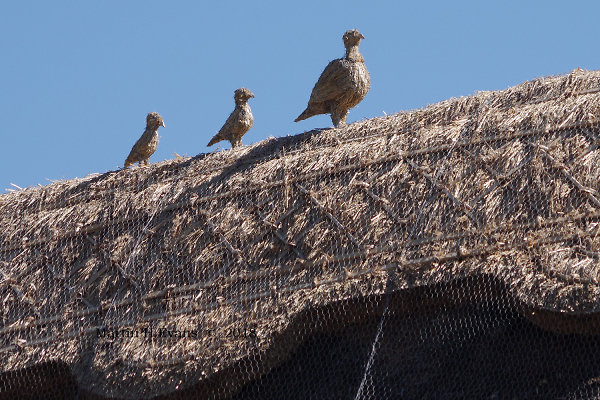 Straw birds