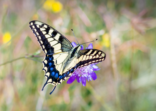 Swallowtail
