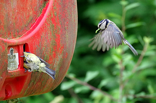 Unusual nest