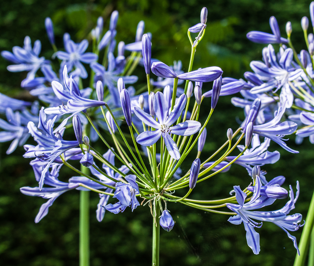 Agapanthus bloom