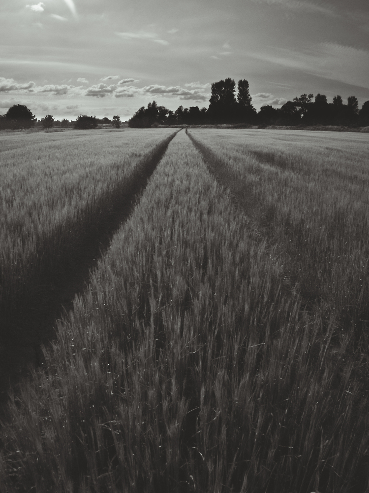 Barley