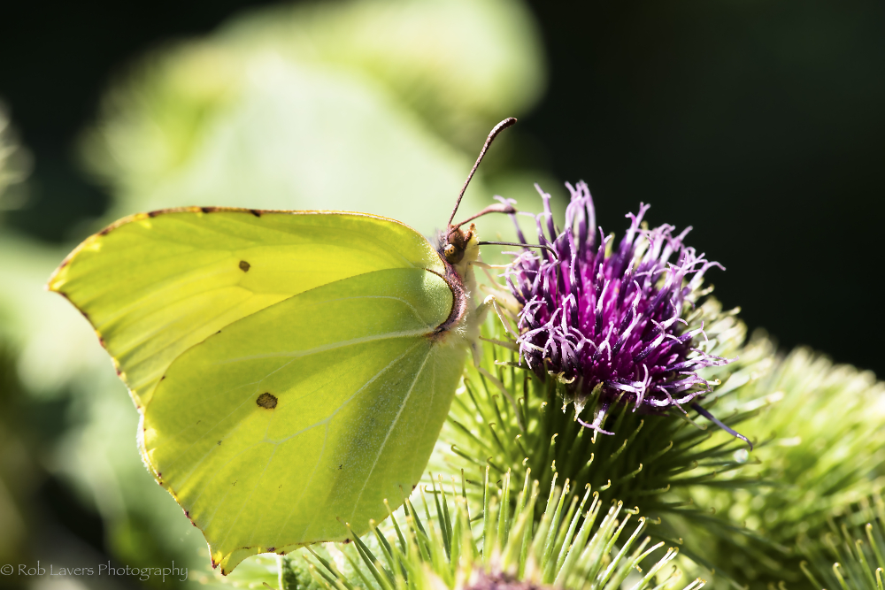 Brimstone butterfly on a thistle head