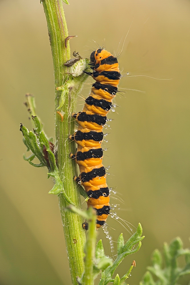 caterpillar - cinnabar moth